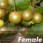 Summitt Scuppernong (F)