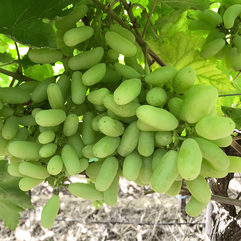 Ladyfinger Seedless Grape Vine