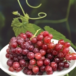 Red Flame Seedless Grape Vine