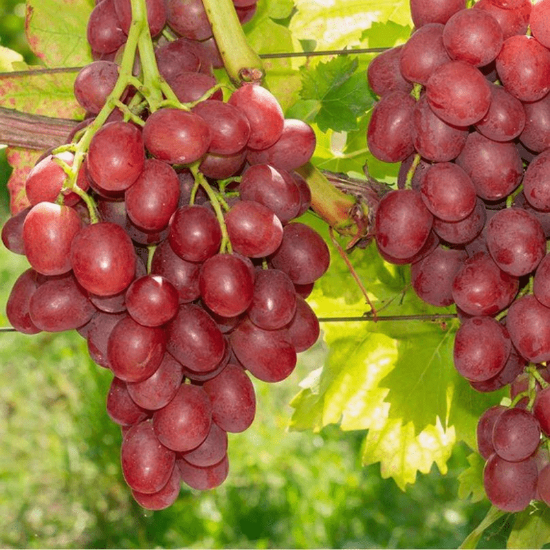Einset Seedless Grape Vine