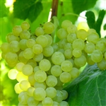Lakemont Seedless Grape Vine