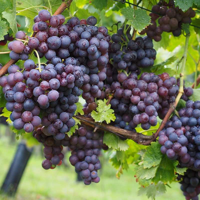 Midgely's Purple Seedless Grape Vine