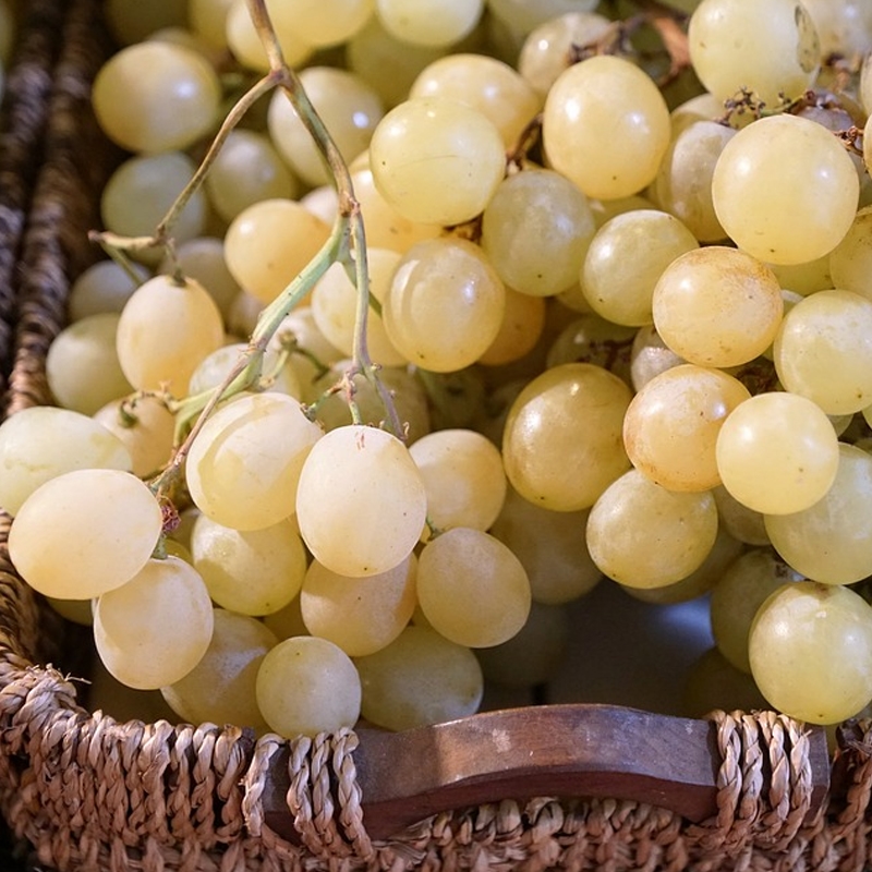 Summer Muscat Seedless Grape Vine