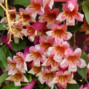 Jekyll Island Vine