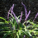 Liriope muscari 'Big Blue' Plant