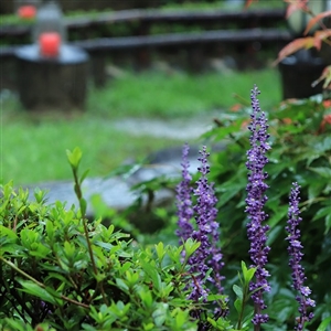 Liriope muscari 'Royal Purple'