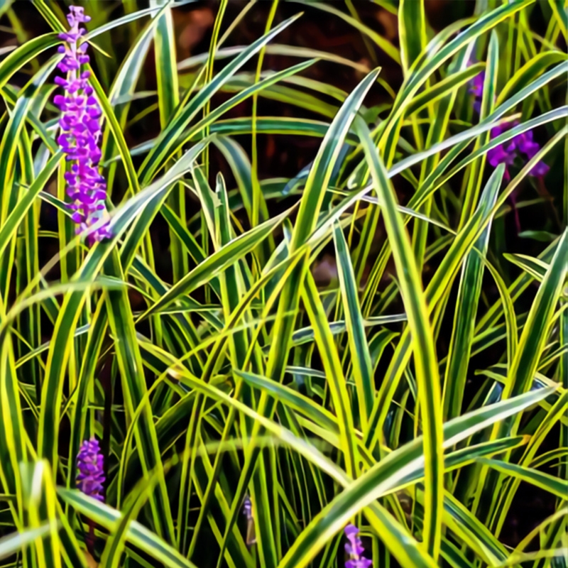 Liriope muscari 'Variegata'