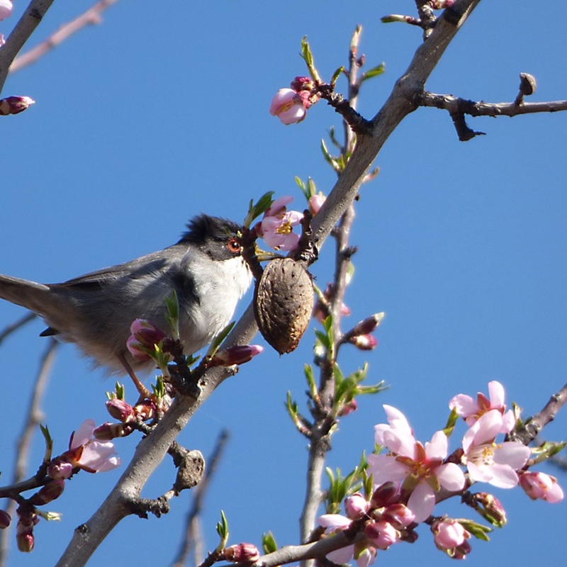 Nonpareil Almond Tree