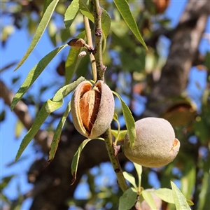 Seaside Almond Tree