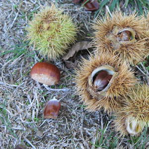 American Chestnut Tree