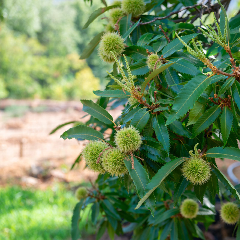 Chinese Chestnut Tree