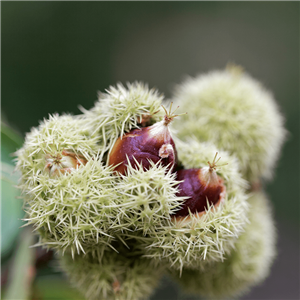 Wildlife Chinquapin Tree