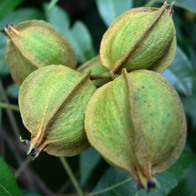 Water Hickory Tree