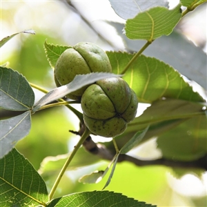 Wildlife Hickory Tree