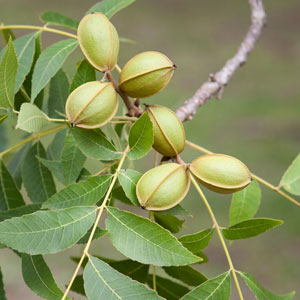 Buy Avalon Pecan Trees