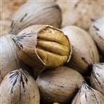 Buy Caddo Pecan Trees