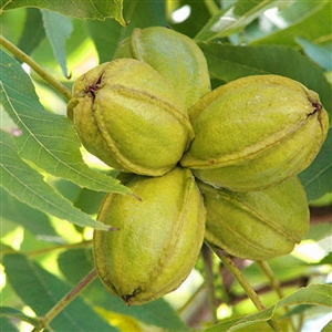 Cape Fear Pecan Tree