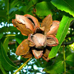 Buy Creek Pecan Trees