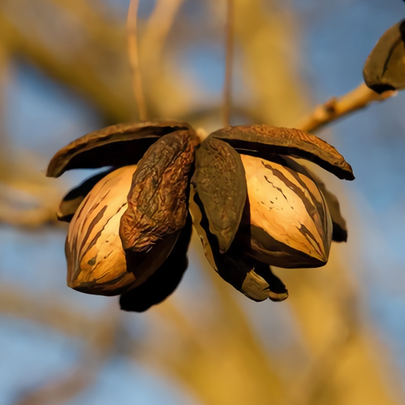 Curtis Pecan (Florida)