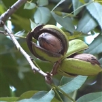 Oconee Pecan Tree