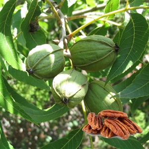 Wildlife Pecan Tree