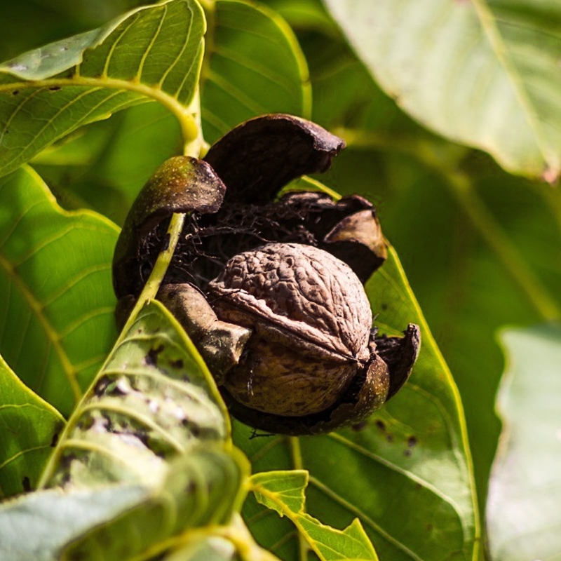 American Black Walnut Tree