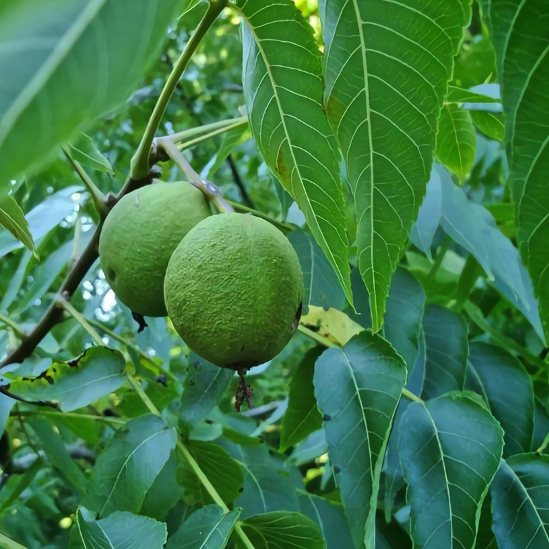 Butternut (White) Walnut Tree