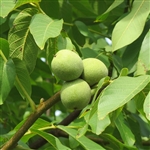 English Walnut Tree