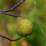 North Carolina Cannonball Walnut Tree