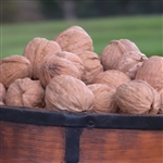 Tulare English Walnut Tree