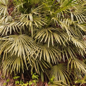 Needle Palm Tree