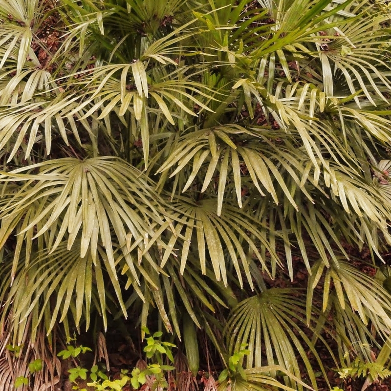 Needle Palm Tree