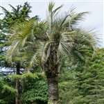 Pindo Palm Tree