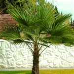 Windmill Palm Tree