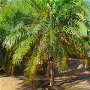 Pygmy Date Palm Tree