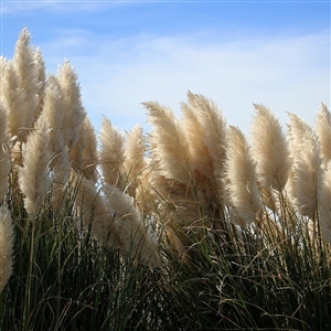 Pampas Grass