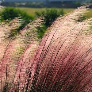 Cotton Candy Grass