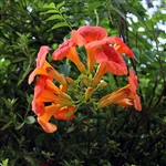 Red Trumpet Vine