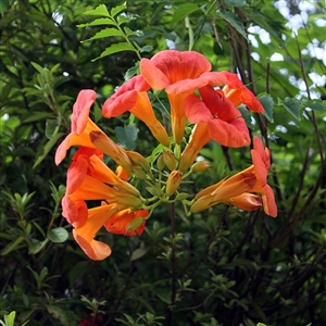 Red Trumpet Vine