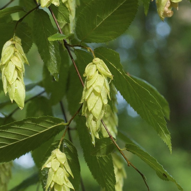 American Hophornbeam Tree