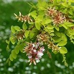 Black Locust Tree