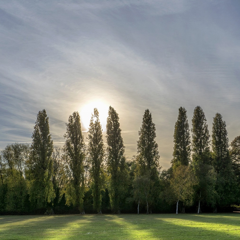 Lombardy Poplar Tree