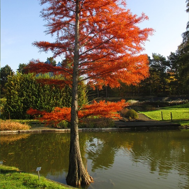 bald cypress trees