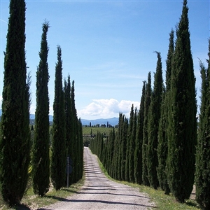 Italian Cypress Trees