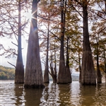 Buy Pond Cypress Trees