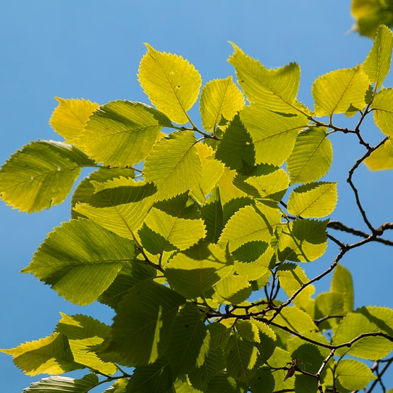 allee elm trees