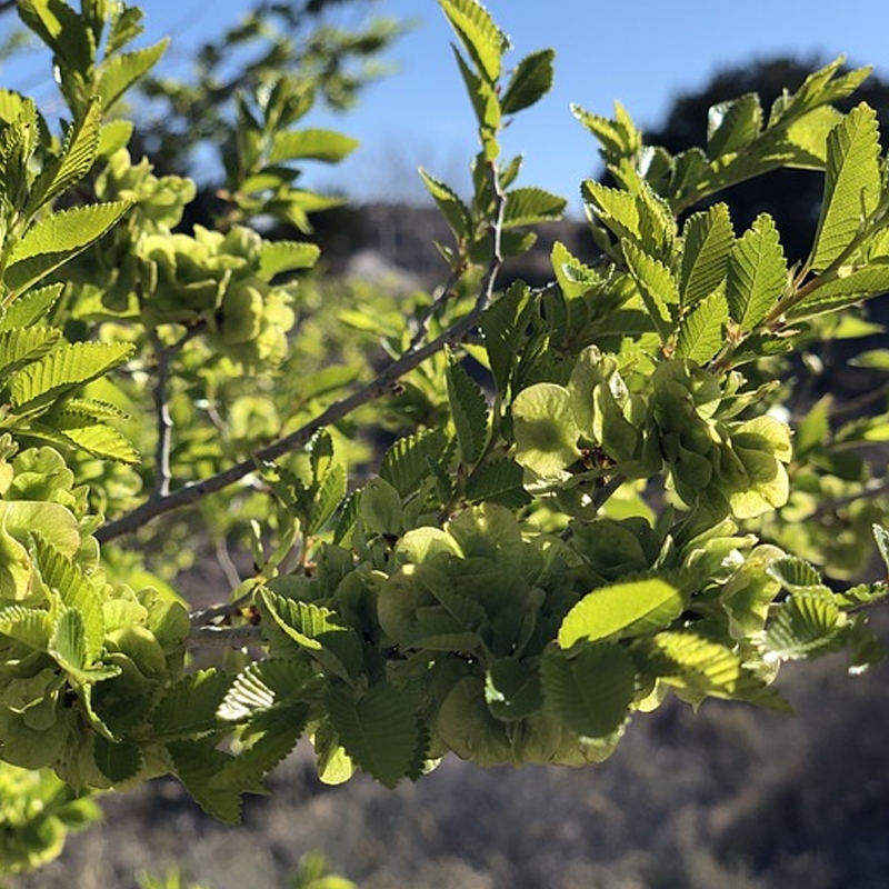 chinese elm trees