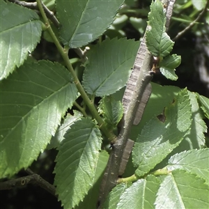 buy winged elm trees