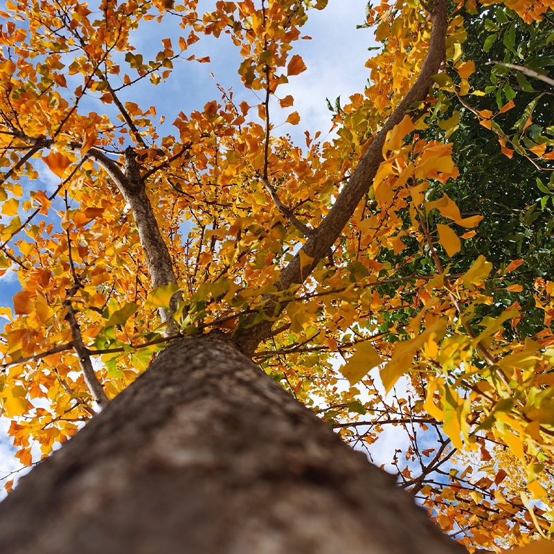 buy ginkgo trees