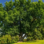 buy green ash trees